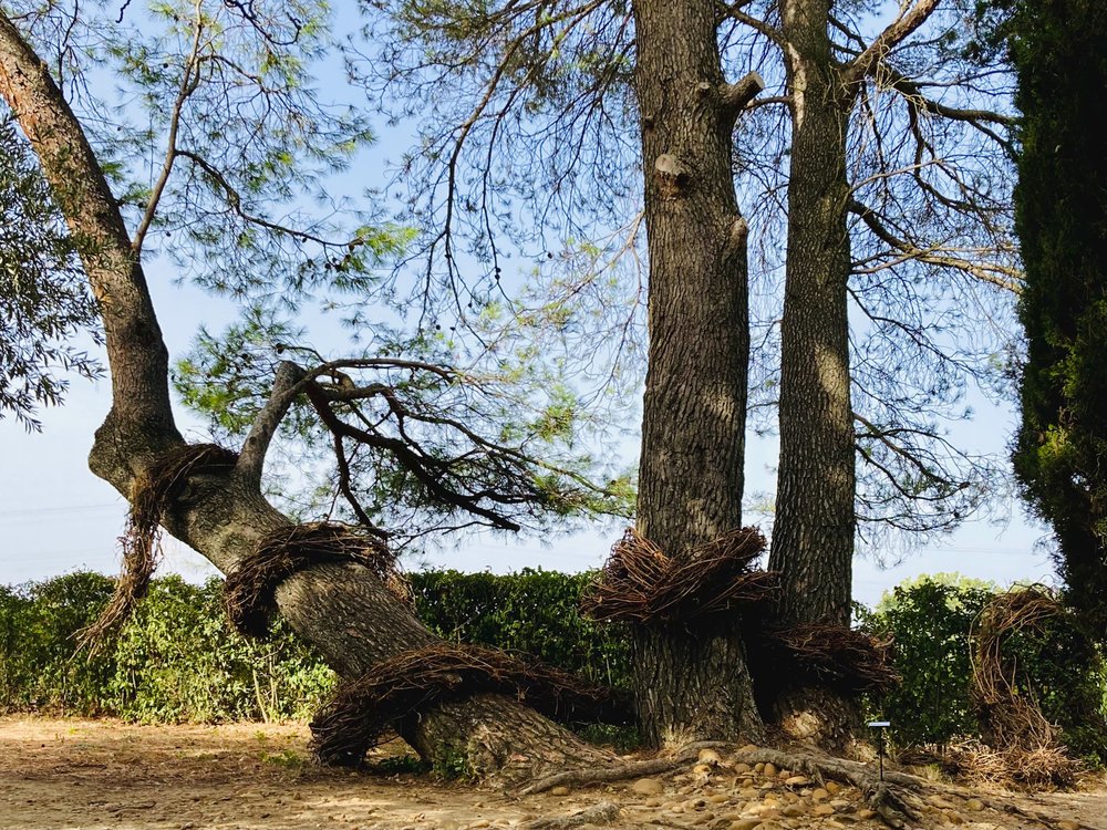 Tant que la vigne pousse