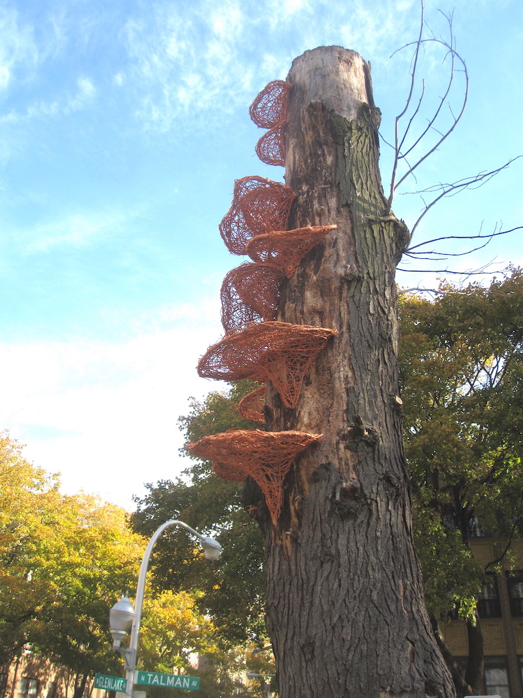 Tree_Fungi._a.jpeg