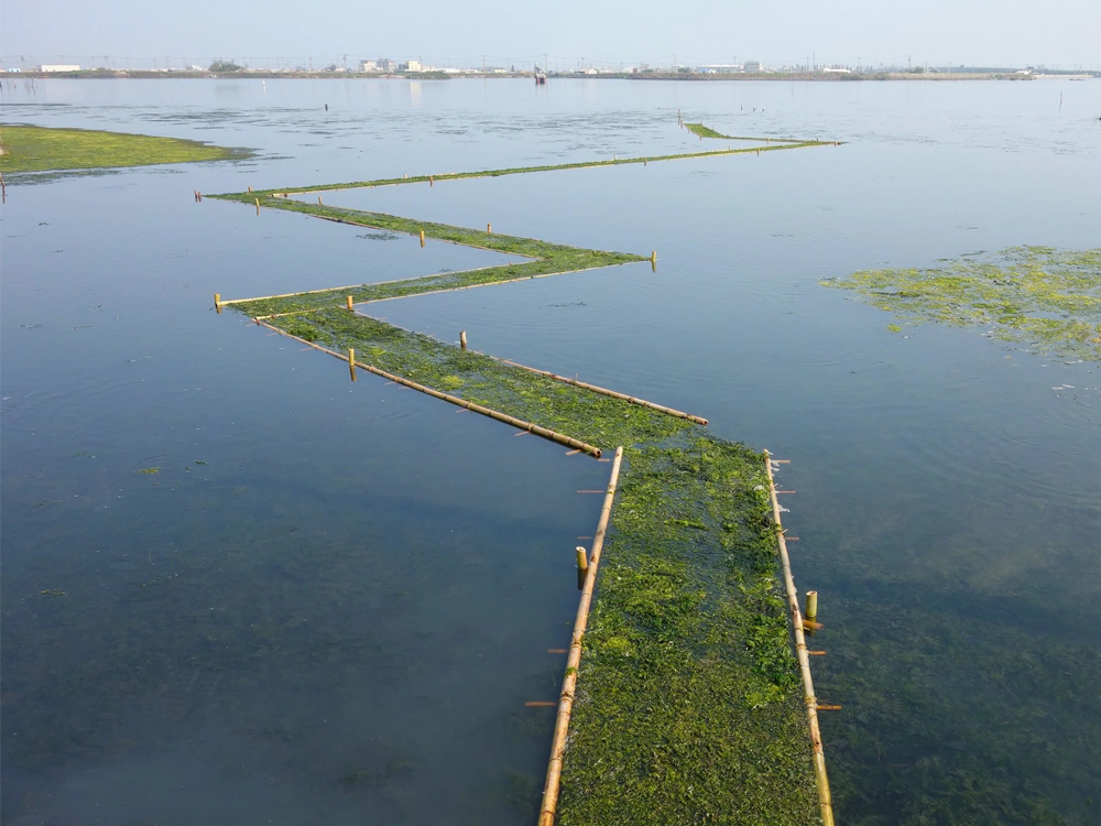 The Microclimatic Life-line